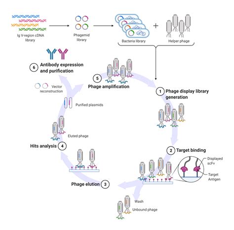 phage display